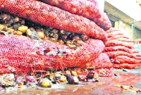 খাতুনগঞ্জে আড়ত থেকে বের হচ্ছে পচা পেঁয়াজ!