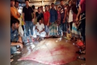 মেঘনায় জালে ধরা পড়ল ৫ মণ ওজনের পানপাতা মাছ