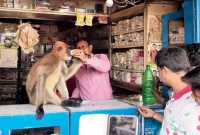 ল'ড়াই করে জখ'ম, ইজিবাইকে চড়ে ফার্মেসিতে গিয়ে চিকিৎসা নিল হনুমান ল'ড়াই করে জখ'ম, ইজিবাইকে চড়ে ফার্মেসিতে গিয়ে চিকিৎসা নিল হনুমান