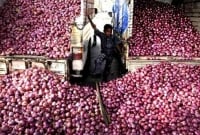 ভারতের গুদামে পচছে পেঁয়াজ, কেজি মাত্রা ১০ টাকা