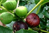 খুলনায় ফল ধরেছে কোরআনে বর্ণিত সেই তীন গাছে, দর্শনার্থীদের ভিড়