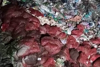 গভীর রাতে সেতুর নিচে ৭০ বস্তা পচা পেঁয়াজ ফেলে গেলেন ব্যবসায়ী