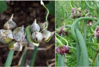 গাছে ধরে মিসরের পেঁয়াজ!