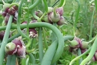 মাটির নিচে নয়, গাছের ডগায় হয় মিসরীয় পেঁয়াজ!