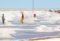 ৫৮ বছরে এবার সর্বোচ্চ লবণ উৎপাদন, কোনো ধরনের ঘাটতি নেই