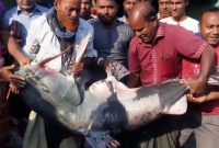 মাছটি দেখতে উৎসুক জনতা হুমড়ি খেয়ে পড়ে