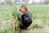 ক্ষেত থেকে চুরি হচ্ছে পেঁয়াজ, দিশেহারা রাজশাহীর কৃষকরা