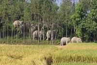 চট্টগ্রামে লোকা'লয়ে হাতির পাল, আত'ঙ্কে এলাকাবাসী