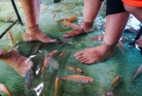 রেস্তরাঁর মেঝেতে ঘুরে বেড়াচ্ছে মাছ! গোড়ালি ডুবিয়ে খাচ্ছে সবাই