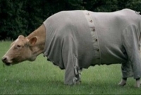 গরুর জন্য শীতবস্ত্র হিসাবে কোট বানাচ্ছে ভারত