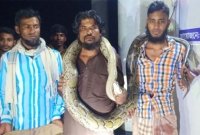 পটুয়াখালীতে মিললো বিশাল এক অজগর সাপ