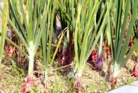 গভীর রাতে ক্ষেতের সব পেঁয়াজ চুরি