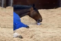 চা না খেয়ে দিনের কাজ শুরু করে না এই ঘোড়া!