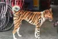 হনুমানের উৎপাত থেকে বাঁচতে বাঘের বেশে কুকুর নামালেন বুদ্ধিমান কৃষক!