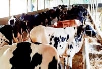 গরুর খামারে কম্বল দান করলেই মিলবে ব'ন্দুকের লাইসেন্স!