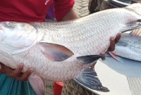 একেই বলে ভাগ্য, নদী থেকে নৌকায় লাফিয়ে ওঠলো ১৭ কেজির কাতল মাছ!