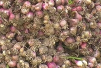 মৌসুমের সবচেয়ে বেশি পেঁয়াজের উৎপাদন হচ্ছে চাঁদপুরে