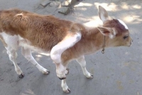 বাকেরগঞ্জে ৫ পায়ের বাছুর!