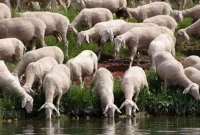 ভায়া'গ্রা মেশানো পানি খেয়ে তাণ্ড'ব চালাচ্ছে ৮০ হাজার ভেড়া