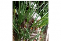 বোতলে পেঁয়াজ চাষ! ফলন চার থেকে পাঁচ কেজি পর্যন্ত