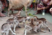 একটি ছাগলের ৮ টি বাচ্চা জন্ম গ্রহন করায় এলাকায় চা'ঞ্চল্যের সৃষ্টি