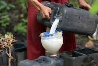 বড়দিন উদ্‌যাপনে ম'দ খেয়ে প্রাণ গেল ১১ জনের