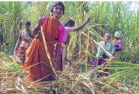 টানা কাজ করতে জরায়ু কে'টে ফেলেছেন ৩০ হাজার নারী শ্রমিক!