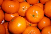 কমলার নামে ‘কেনু’ খাচ্ছে মানুষ!