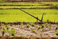 এবার ধর্মঘটে নামছে পশ্চিমবঙ্গের কৃষক, ভাগচাষী, খেতমজুর, মৎস্যজীবী, আদিবাসীরা