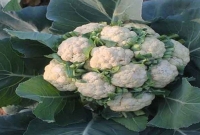  এক গাছে ২০ ফুলকপি!