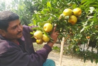 ঝিনাইদহে রফিকুলের বাগানে দার্জিলিংয়ের মিষ্টি কমলার বাম্পার ফলন