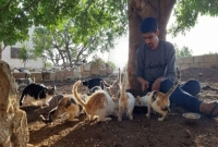 যে শহরে মানুষের চেয়ে বিড়ালই বেশি! যে শহরে মানুষের চেয়ে বিড়ালই বেশি!