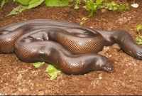  উদ্ধার করা হলো কোটি টাকা মূল্যের সাপ!