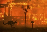 অস্ট্রেলিয়ায় তী'ব্র দাবানলে প্রাণ হারালো ৫০ কোটি প্রাণী!