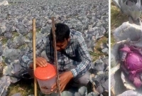 যশোরে কৃষকের খেতজুড়ে বেগুনি রংয়ের শত শত বাঁধাকপি