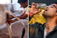 দুধের চেয়ে দ্বিগুণ দামে বিক্রি হচ্ছে গোমূত্র!