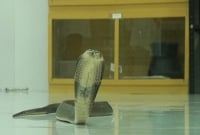 চট্টগ্রাম মেডিকেল কলেজে ‘দুধ কলা’ দিয়ে পোষা হচ্ছে সাপ