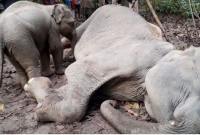 মাকে বাঁচাতে হাতির বাচ্চার মাটিতে গড়াগড়ি করে কা'ন্না!