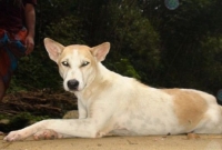  মৌলভীবাজারে পথভোলা পর্যটকদের গন্তব্যে পৌঁছে দেয় এই কুকুর!