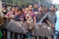 দিনাজপুরে বিরল প্রজাতির শকুন উদ্ধার