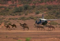 হেলিকপ্টার থেকে গু'লি করে ৫ হাজার উট মে'রে ফেললো অস্ট্রেলিয়া
