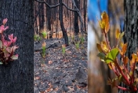 সৃষ্টিকর্তার ইচ্ছায় বিধ্বং'সী দা'বানলে পু'ড়ে যাওয়া স্থানে নতুনের ছোঁয়া!