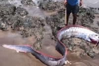 আবারো দেখা গেল সেই মাছ, এবার সুনামির আত'ঙ্ক পুরো জাপানে!