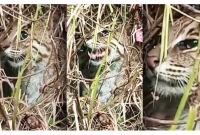 দেখতে বাঘের মতো অথচ বাঘ নয়, অদ্ভুত এই প্রাণীকে ঘিরে এলাকায় চা'ঞ্চল্য