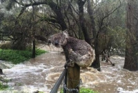 ভ'য়াব'হ দাবানলের পর এবার বন্যায় ভাসছে অস্ট্রেলিয়া