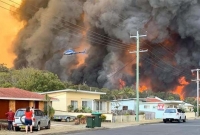 ইউক্যালিপটাস গাছের জন্য অস্ট্রেলিয়ায় ভ'য়াব'হ দাবানল!