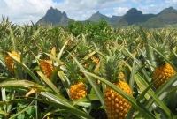  আনারস হজমশক্তি বাড়ায়, ওজন কমায়, দাঁত ও মাড়ির সুরক্ষা করে