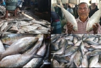 শীতেও এমন ঝাঁকে ঝাঁকে ইলিশ ধরা পড়ায় জেলেরাও অবাক, দামও কম