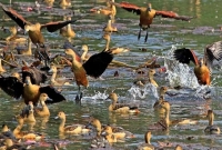 'পাখিরা ভালো থাকলে মানুষ ভালো থাকবে'