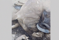 হঠাৎ মিয়ানমারে ম'রছে শত-শত মহিষ!